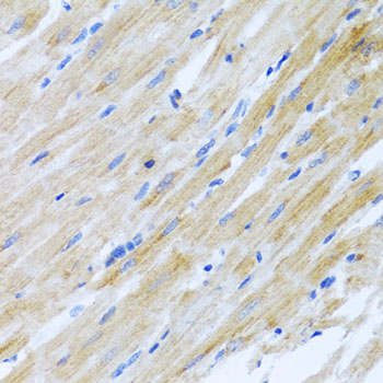 Anti-CCL17 Antibody (CAB2854)