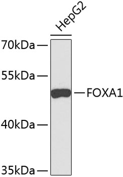 Anti-FOXA1 Polyclonal Antibody (CAB9793)
