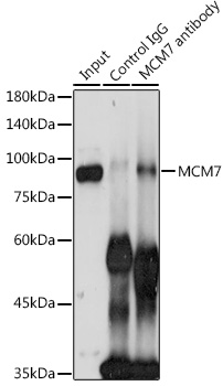 Anti-MCM7 Antibody (CAB1138)