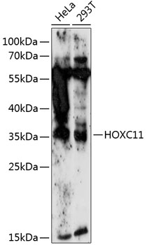 Anti-HOXC11 Antibody (CAB14742)