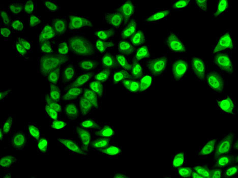 Anti-NELFE Antibody (CAB3249)