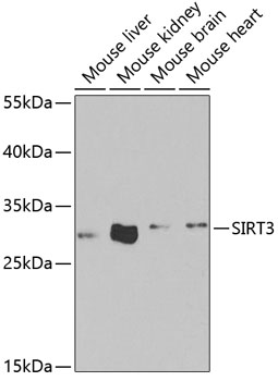 Anti-SIRT3 Antibody (CAB5419)