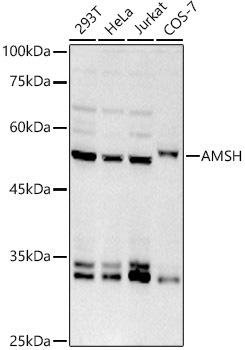 Western blot analysis of extracts of various cell lines, using AMSH antibody at 1:1000 dilution. Secondary antibody: HRP Goat Anti-Rabbit IgG (H+L) at 1:10000 dilution. Lysates/proteins: 25ug per lane. Blocking buffer: 3% nonfat dry milk in TBST. Detection: ECL Basic Kit. Exposure time: 180s.