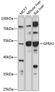 Anti-GFRA1 Antibody (CAB2953)