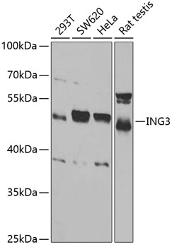 Anti-ING3 Antibody (CAB5832)