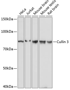 Anti-Cullin 3 Antibody (CAB19623)