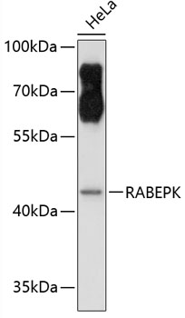 Anti-RABEPK Antibody (CAB4391)