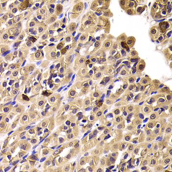 Anti-CCT4 Antibody (CAB6548)