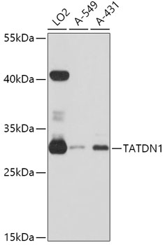 Anti-TATDN1 Antibody (CAB12107)