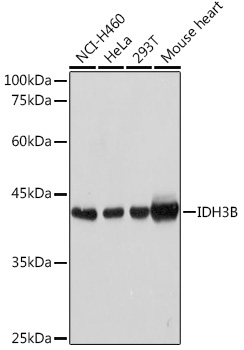 Anti-IDH3B Antibody (CAB13742)