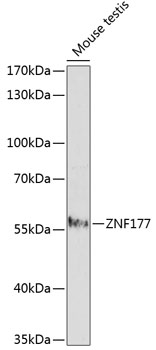 Anti-ZNF177 Antibody (CAB14803)