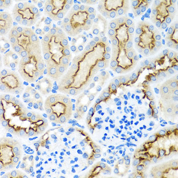 Anti-RPS2 Antibody (CAB6728)