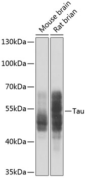 Anti-Tau Antibody (CAB0002)