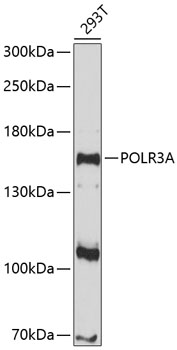 Anti-POLR3A Antibody (CAB10737)