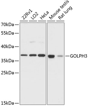 Anti-GOLPH3 Antibody (CAB13121)