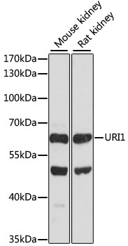 Anti-URI1 Antibody (CAB11991)