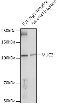 Anti-MUC2 Antibody (CAB14659)