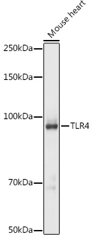 Anti-TLR4 Antibody (CAB5258)