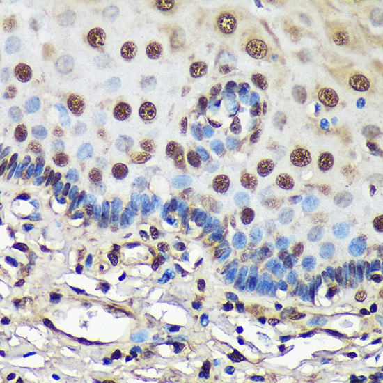 Anti-FCF1 Antibody (CAB17149)