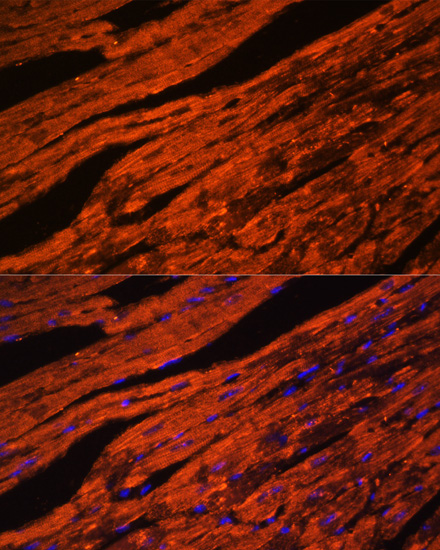 Anti-LDB3 Antibody (CAB7462)