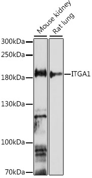 Anti-ITGA1 Antibody (CAB16054)