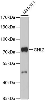 Anti-GNL2 Antibody (CAB13191)