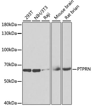 Anti-PTPRN Antibody (CAB6401)