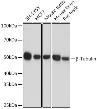 Anti-Beta-Tubulin Antibody (CABC008)