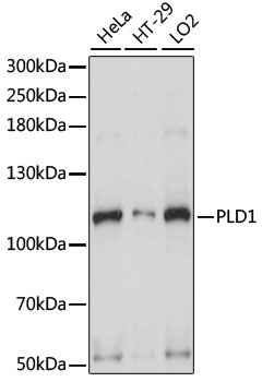 Anti-PLD1 Antibody (CAB15081)