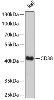 Anti-CD38 Antibody (CAB13611)