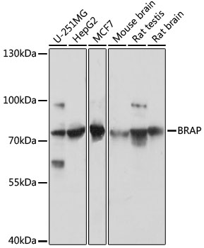 Anti-BRAP Antibody (CAB16451)