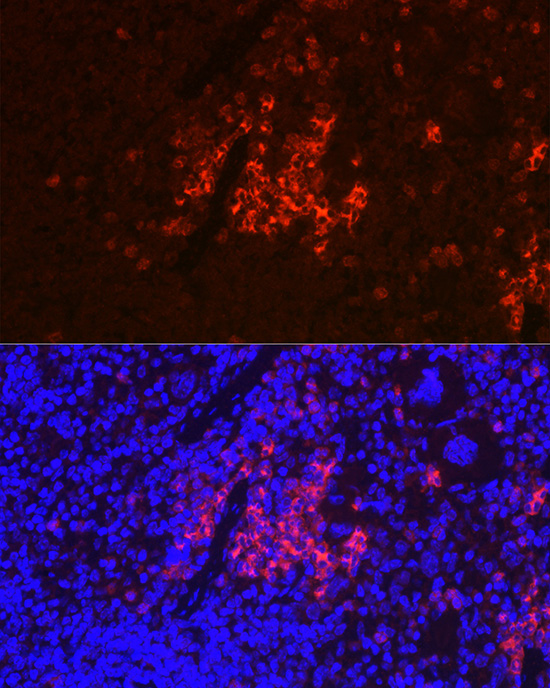 Anti-CD40 Antibody (CAB0218)