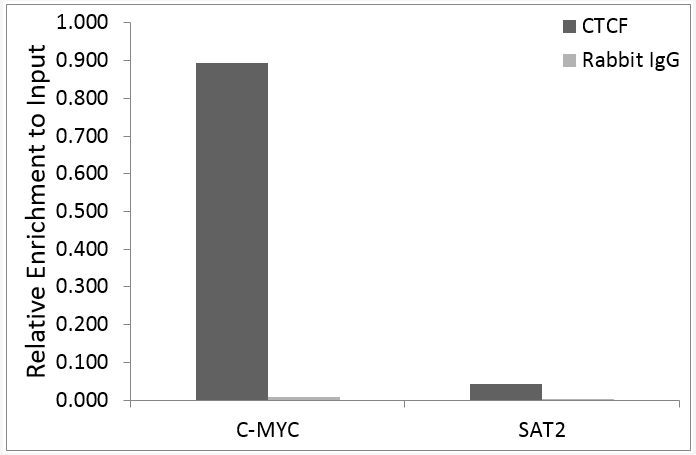 Anti-CTCF Antibody [KO Validated] (CAB19588)