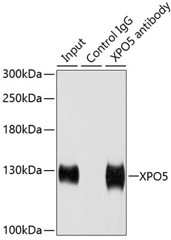 Anti-XPO5 Antibody (CAB6790)