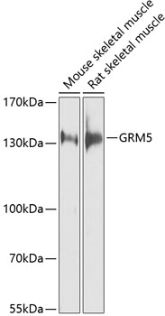 Anti-GRM5 Polyclonal Antibody (CAB9819)