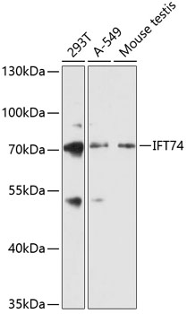 Anti-IFT74 Antibody (CAB12673)