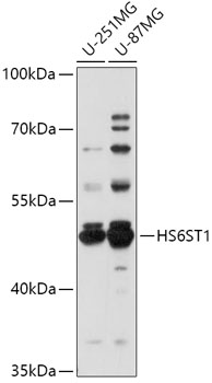 Anti-HS6ST1 Antibody (CAB17595)