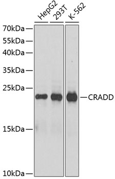 Anti-CRADD Antibody (CAB1124)