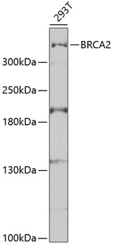 Anti-BRCA2 Antibody (CAB2435)