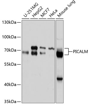 Anti-PICALM Antibody (CAB10575)