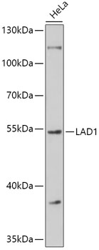 Anti-LAD1 Antibody (CAB17506)