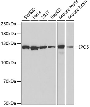 Anti-IPO5 Antibody (CAB1984)