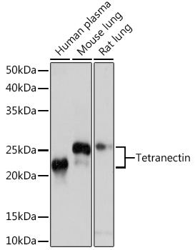 Anti-Tetranectin Antibody (CAB4387)