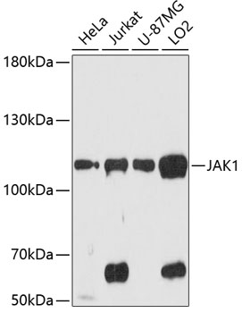 Anti-JAK1 Antibody (CAB0715)