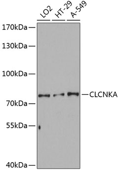 Anti-CLCNKA Antibody (CAB3792)