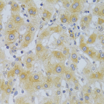 Anti-EIF4G1 Antibody (CAB7552)