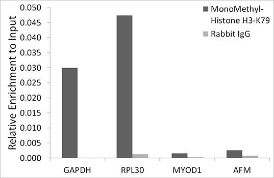 Chromatin immunoprecipitation analysis of extracts of HeLa cells, using MonoMethyl-Histone H3-K79 antibody and rabbit IgG. The amount of immunoprecipitated DNA was checked by quantitative PCR. Histogram was constructed by the ratios of the immunoprecipitated DNA to the input.