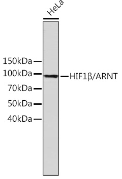 Anti-HIF1Beta/ARNT Antibody (CAB19532)