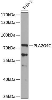 Anti-PLA2G4C Antibody (CAB7753)