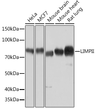 Anti-LIMPII Antibody (CAB9185)